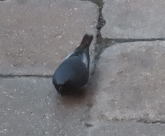 Phoenicurus ochruros