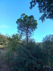 Pinus halepensis