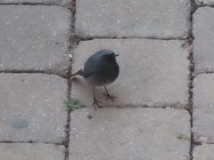 Phoenicurus ochruros