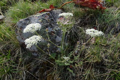 Cnidium dauricum
