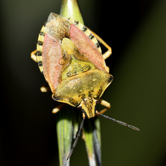Carpocoris
