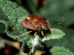 Carpocoris pudicus