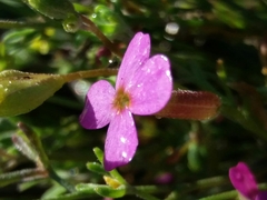 Malcolmia triloba