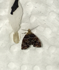 Choreutis