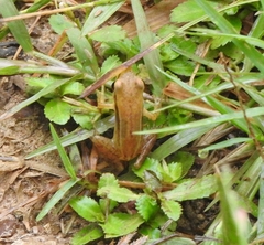 Indosylvirana