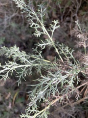 Genista hispanica