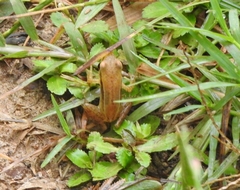 Indosylvirana