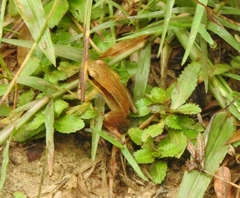 Indosylvirana