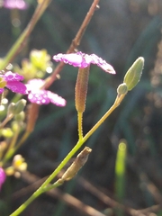 Malcolmia triloba