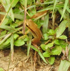 Indosylvirana
