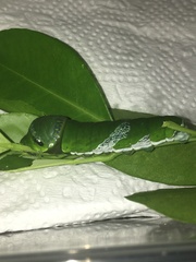 Papilio memnon