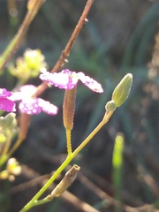 Malcolmia triloba