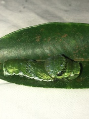Papilio memnon