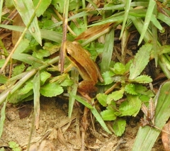 Indosylvirana