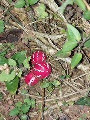 Diplocyclos palmatus