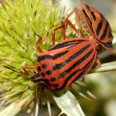 Graphosoma semipunctatum