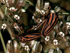 Graphosoma semipunctatum