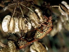 Graphosoma semipunctatum