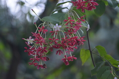 Combretum indicum
