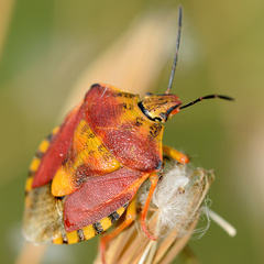 Carpocoris pudicus