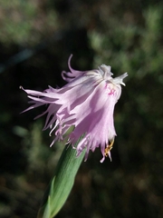 Dianthus broteri