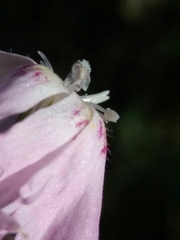 Dianthus broteri