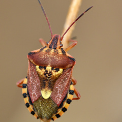 Codophila varia