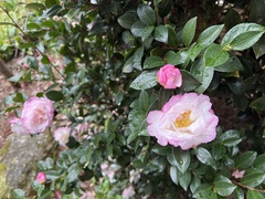 Camellia sasanqua