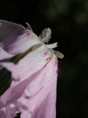 Dianthus broteri