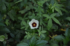 Hibiscus trionum