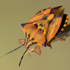 Carpocoris mediterraneus