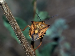 Carpocoris mediterraneus