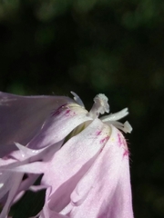 Dianthus broteri