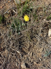 Reichardia picroides