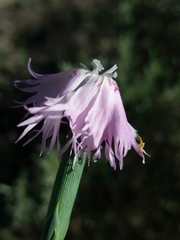 Dianthus broteri