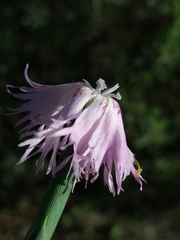Dianthus broteri