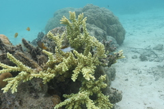 Acropora florida