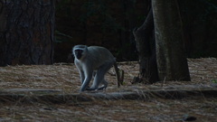 Chlorocebus pygerythrus