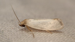 Xylorycta assimilis