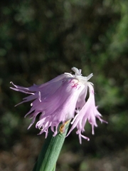 Dianthus broteri