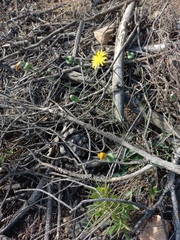 Reichardia picroides