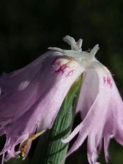Dianthus broteri