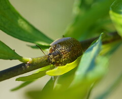 Paropsisterna cloelia