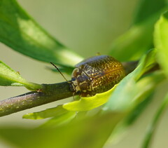 Paropsisterna cloelia