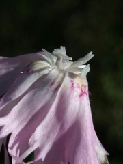 Dianthus broteri