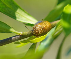 Paropsisterna cloelia