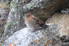 Leucosticte nemoricola