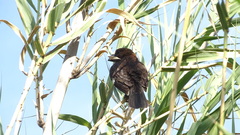 Amblyospiza albifrons