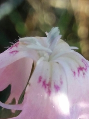 Dianthus broteri
