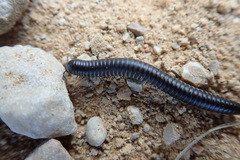 Ommatoiulus rutilans